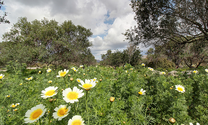CORNER PLOT WITH AN OLIVE GROVE