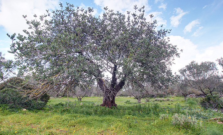 CORNER PLOT WITH AN OLIVE GROVE