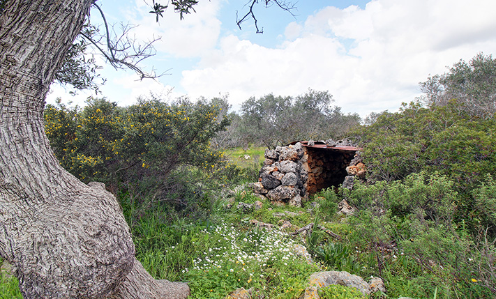 ΓΩΝΙΑΚΟ ΑΓΡΟΤΕΜΑΧΙΟ ΜΕ ΕΛΑΙΟΔΕΝΤΡΑ