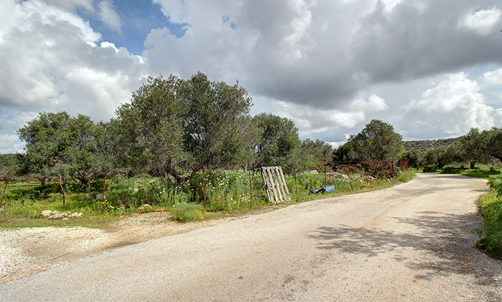 CORNER PLOT WITH AN OLIVE GROVE