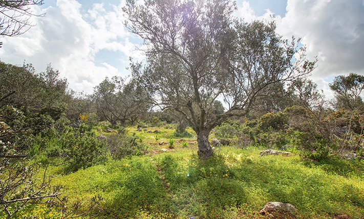 CORNER PLOT WITH AN OLIVE GROVE