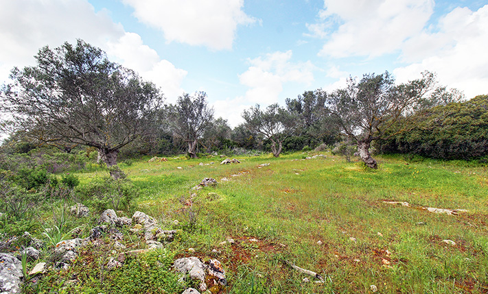 CORNER PLOT WITH AN OLIVE GROVE