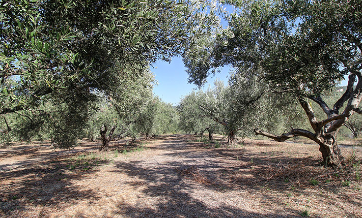 A FLAT AND SQUARE PLOT, BEAUTIFUL VIEW