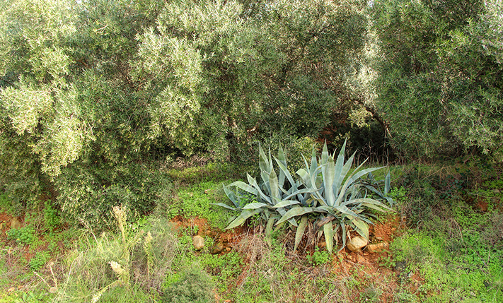 LAND PLOT FOR SALE WITH NICE OPEN VIEWS