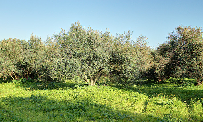 SMALL & CHEAP PLOT TO BUILD A SPACIOUS HOUSE