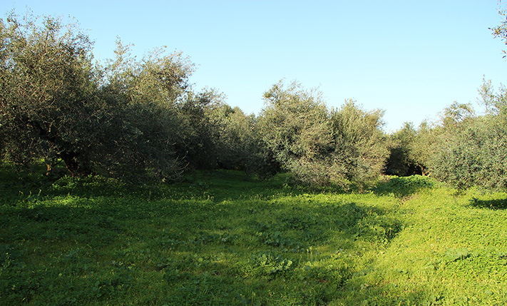 SMALL & CHEAP PLOT TO BUILD A SPACIOUS HOUSE