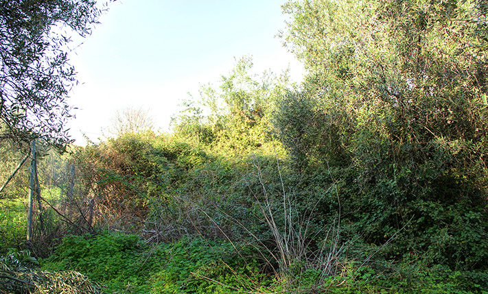 SMALL & CHEAP PLOT TO BUILD A SPACIOUS HOUSE