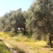 PLS0146 - εικόνα 2 PLS0146 - εικόνα 2
