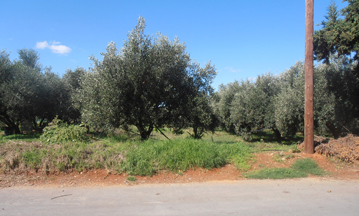 ΕΞΑΙΡΕΤΙΚΟ ΟΙΚΟΠΕΔΟ ΚΟΝΤΑ ΣΤΟΝ ΠΛΑΤΑΝΙΑ