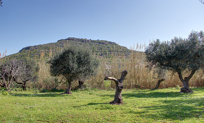 ΟΙΚΟΠΕΔΟ ΣΤΗΝ ΚΙΣΣΑΜΟ ΚΟΝΤΑ ΣΤΗ ΘΑΛΑΣΣΑ