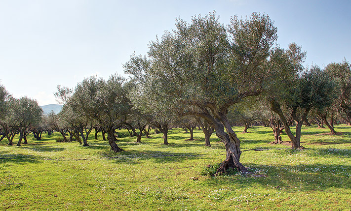 ΟΙΚΟΠΕΔΟ ΣΤΗΝ ΚΙΣΣΑΜΟ ΚΟΝΤΑ ΣΤΗ ΘΑΛΑΣΣΑ