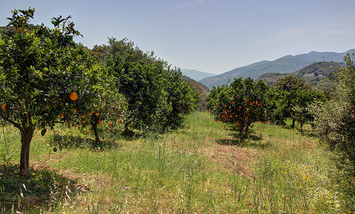 ΚΑΛΛΙΕΡΓΗΣΙΜΟ ΟΙΚΟΠΕΔΟ ΜΕ ΚΑΛΕΣ ΠΡΟΟΠΤΙΚΕΣ