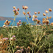 PLS0296 - image 10 PLS0296 - image 10