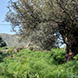 PLS0298 - image 5