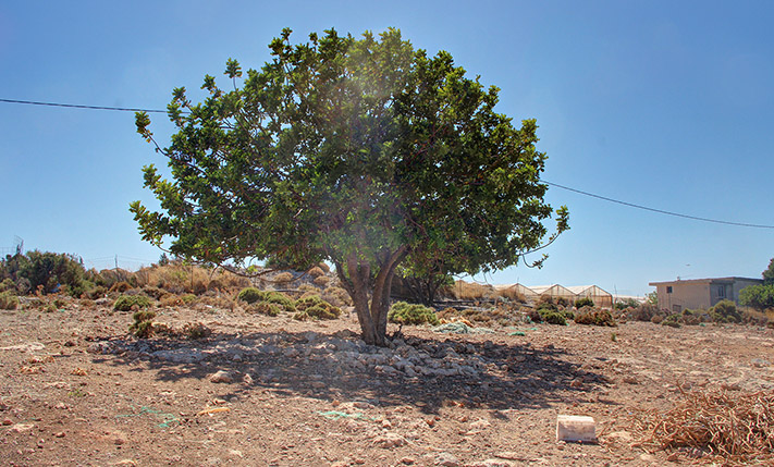LARGE PLOT ON THE ROAD TO ELAFONISI
