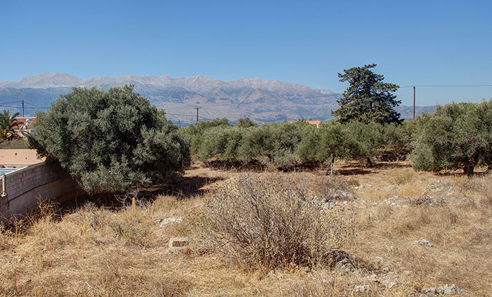 LAND WITH OLIVE TREES IN A LOVELY VILLAGE
