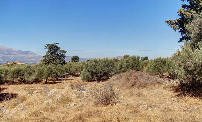 LAND WITH OLIVE TREES IN A LOVELY VILLAGE