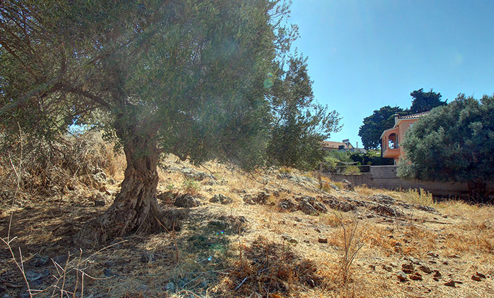 LAND WITH OLIVE TREES IN A LOVELY VILLAGE