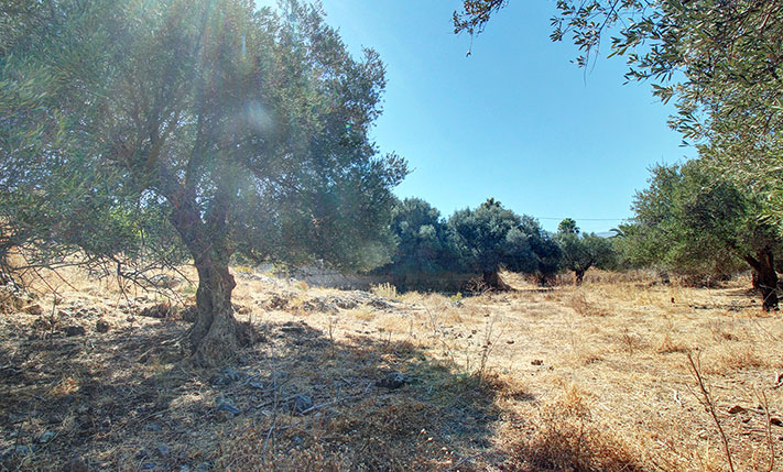 LAND WITH OLIVE TREES IN A LOVELY VILLAGE