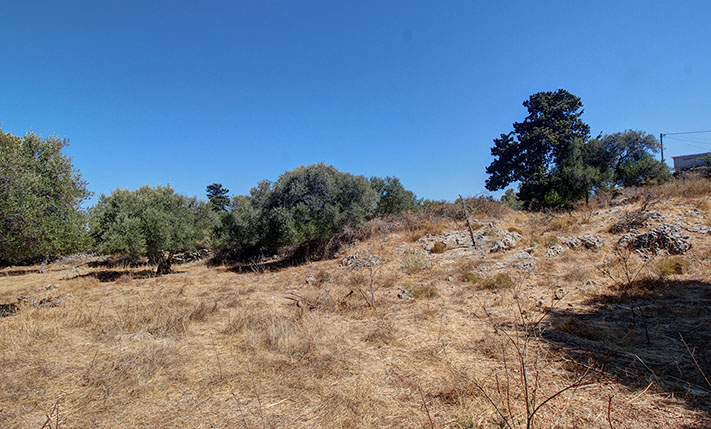 ΟΙΚΟΠΕΔΟ ΜΕ ΕΛΑΙΟΔΕΝΤΡΑ ΣΕ ΕΝΑ ΥΠΕΡΟΧΟ ΧΩΡΙΟ