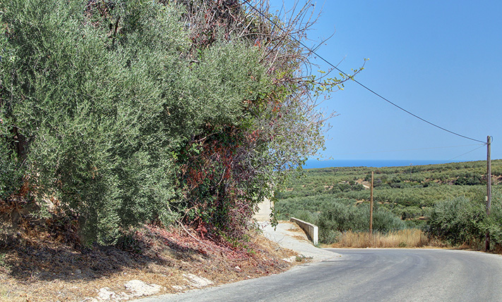 EXCELLENT PLOT WITH OLIVE TREES