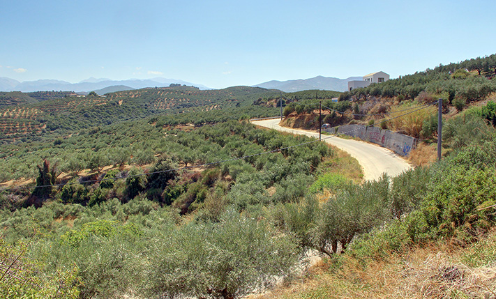 ΕΞΑΙΡΕΤΙΚΟ ΟΙΚΟΠΕΔΟ ΜΕ ΕΛΑΙΟΔΕΝΤΡΑ