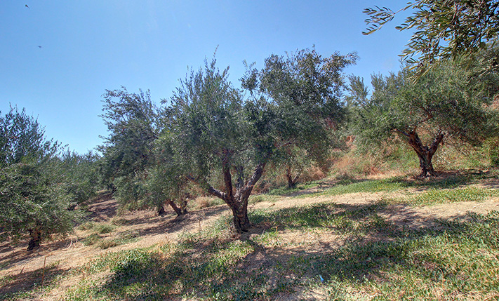 ΕΞΑΙΡΕΤΙΚΟ ΟΙΚΟΠΕΔΟ ΜΕ ΕΛΑΙΟΔΕΝΤΡΑ