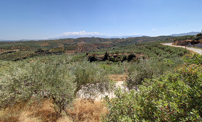 EXCELLENT PLOT WITH OLIVE TREES
