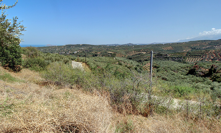 EXCELLENT PLOT WITH OLIVE TREES