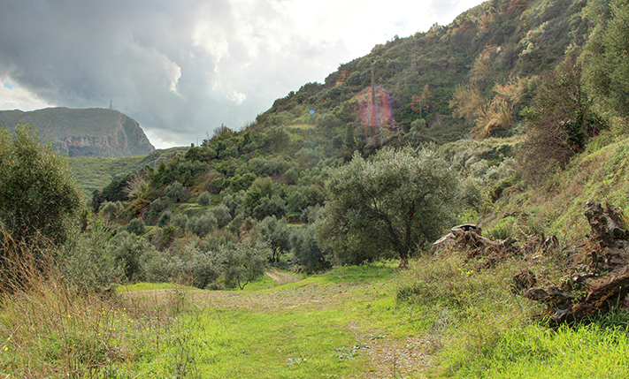A LUSH HILLSIDE WITH ECSTATIC VIEWS
