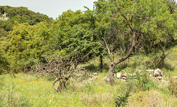 WITH LARGE OAK TREES & SURROUNDED BY NATURE