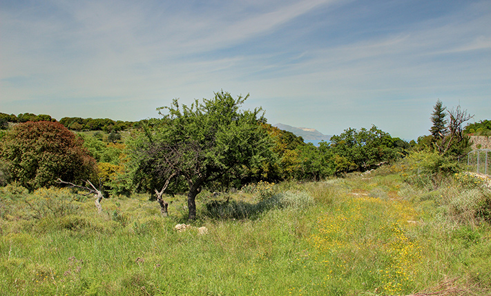 WITH LARGE OAK TREES & SURROUNDED BY NATURE