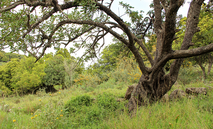 WITH LARGE OAK TREES & SURROUNDED BY NATURE