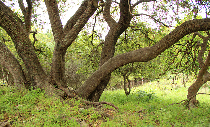 WITH LARGE OAK TREES & SURROUNDED BY NATURE