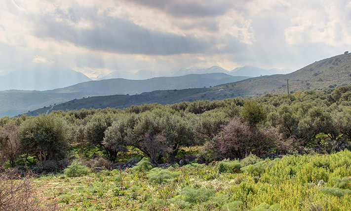 ΕΠΙΠΕΔΟ ΟΙΚΟΠΕΔΟ ΜΕ ΩΡΑΙΑ ΘΕΑ