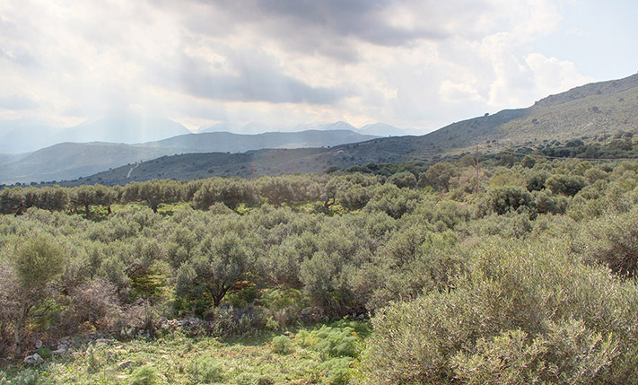 FLAT LAND PLOT WITH NICE VIEWS