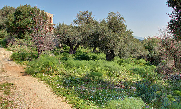 FLAT LAND PLOT WITH NICE VIEWS