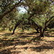 PLS0392 - image 2 PLS0392 - image 2