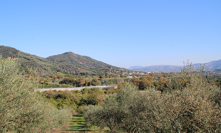 ΕΠΙΚΛΙΝΕΣ ΟΙΚΟΠΕΔΟ ΜΕ ΠΑΡΑΓΩΓΙΚΑ ΕΛΑΙΟΔΕΝΤΡΑ