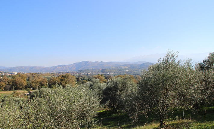 SLOPING LAND PLOT WITH PRODUCTIVE OLIVE TREES