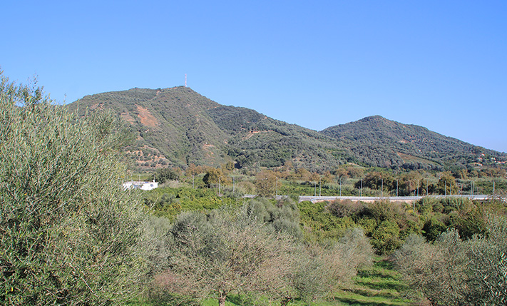 ΕΠΙΚΛΙΝΕΣ ΟΙΚΟΠΕΔΟ ΜΕ ΠΑΡΑΓΩΓΙΚΑ ΕΛΑΙΟΔΕΝΤΡΑ