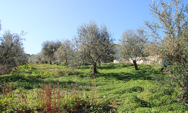 ΕΠΙΚΛΙΝΕΣ ΟΙΚΟΠΕΔΟ ΜΕ ΠΑΡΑΓΩΓΙΚΑ ΕΛΑΙΟΔΕΝΤΡΑ