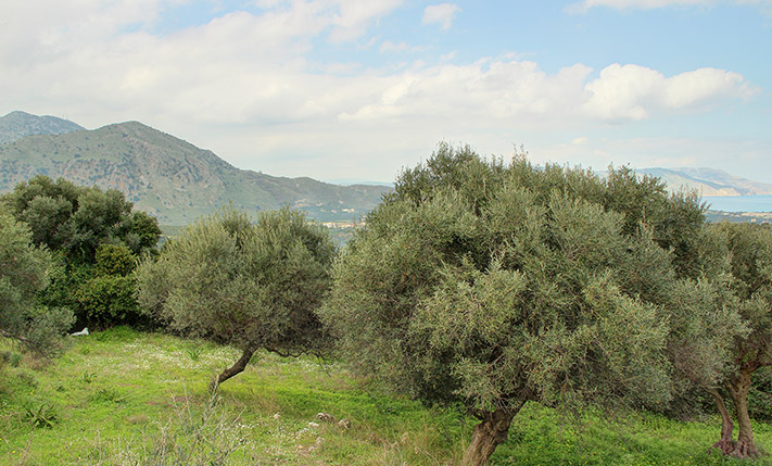 ΟΙΚΟΠΕΔΟ ΣΕ ΚΟΡΥΦΗ ΛΟΦΟΥ ΜΕ ΜΑΓΕΥΤΙΚΗ ΘΕΑ