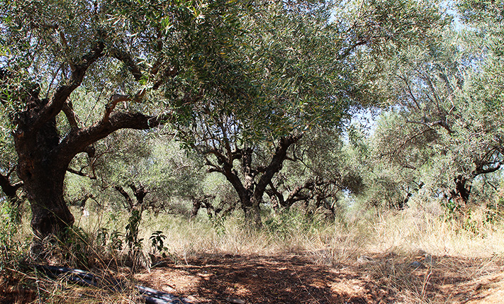 CORNER PLOT WITH PRODUCTIVE OLIVE TREES