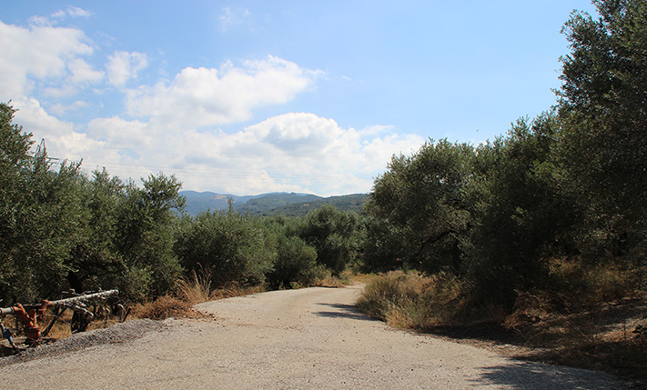 CORNER PLOT WITH PRODUCTIVE OLIVE TREES
