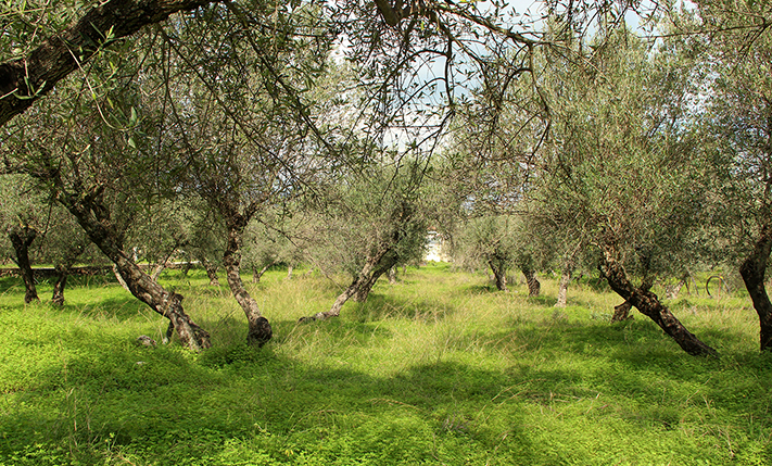 ΜΕΓΑΛΟ & ΓΩΝΙΑΚΟ ΟΙΚΟΠΕΔΟ ΕΝΤΟΣ ΟΙΚΙΣΜΟΥ
