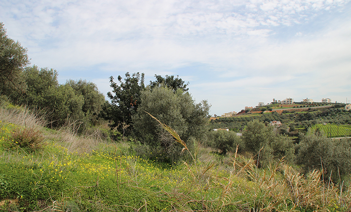 LAND WITH OLIVE TREES IN A TOURIST AREA