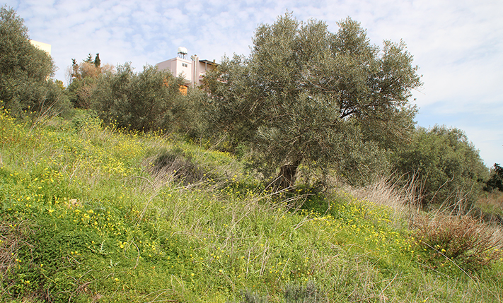 ΟΙΚΟΠΕΔΟ ΜΕ ΕΛΑΙΟΔΕΝΤΡΑ ΣΕ ΤΟΥΡΙΣΤΙΚΗ ΠΕΡΙΟΧΗ