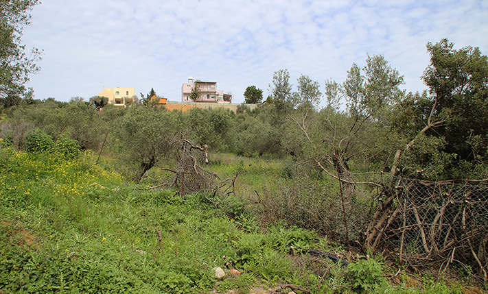 ΟΙΚΟΠΕΔΟ ΜΕ ΕΛΑΙΟΔΕΝΤΡΑ ΣΕ ΤΟΥΡΙΣΤΙΚΗ ΠΕΡΙΟΧΗ