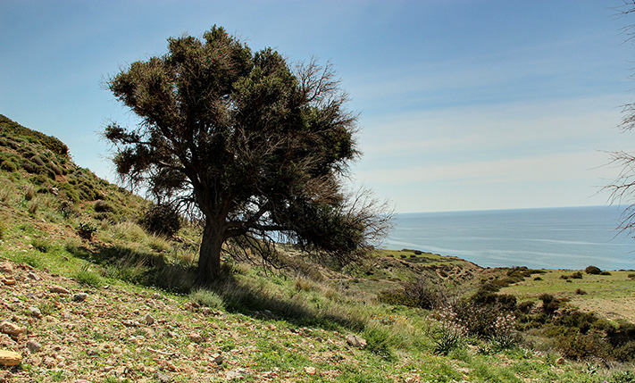 3 ADJACENT PLOTS CLOSE TO LIGRES BEACH